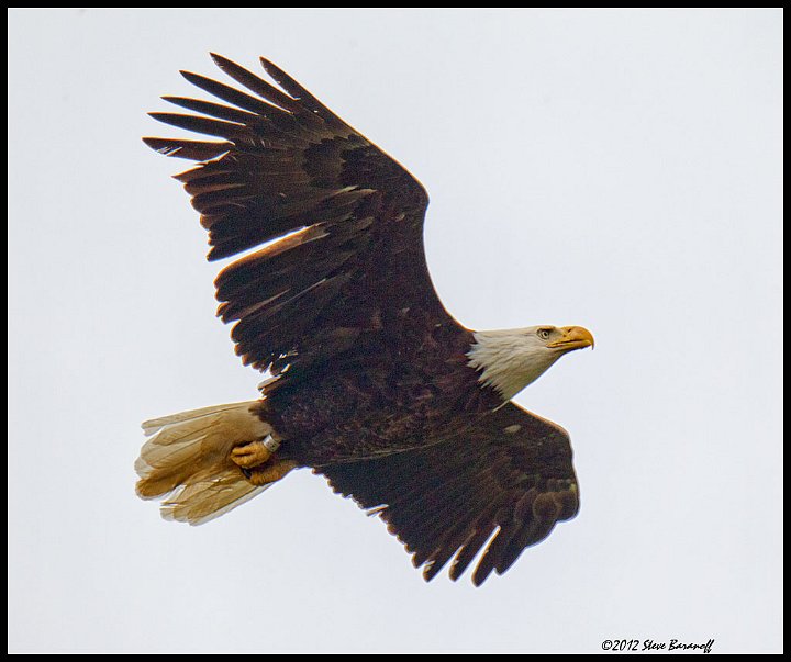 _2SB0598 american bald eagle.jpg